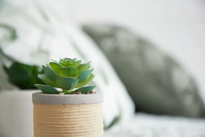 Brunswick House Cambridge Decor Shrub